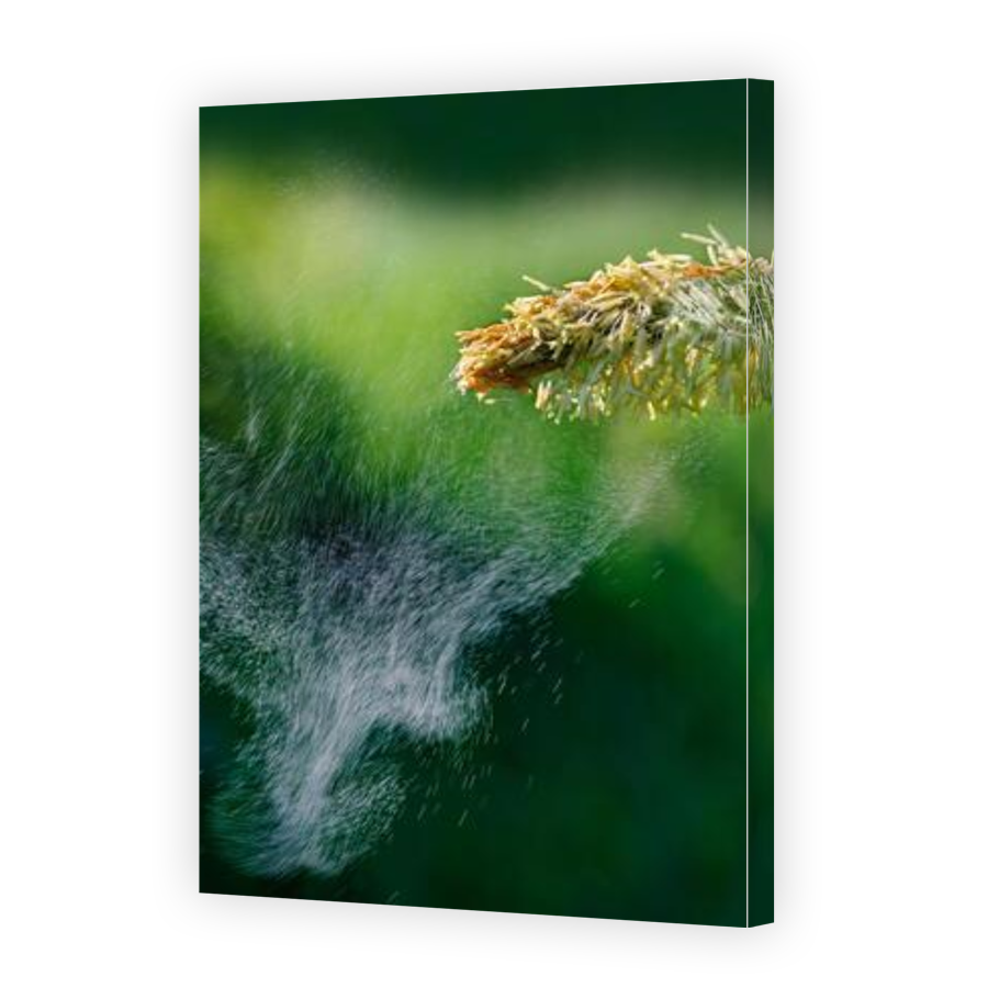 Thumbnail for Canvas - Gallery Canvas Wrap