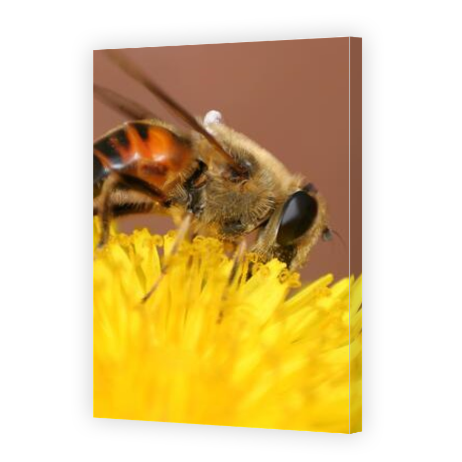 Thumbnail for Canvas - Gallery Canvas Wrap
