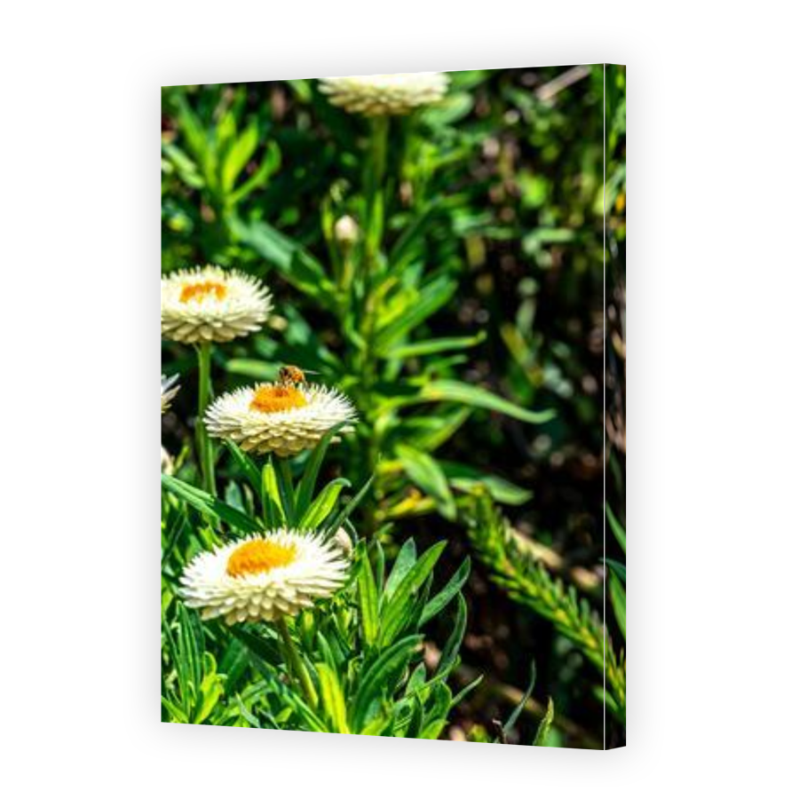 Thumbnail for Canvas - Gallery Canvas Wrap