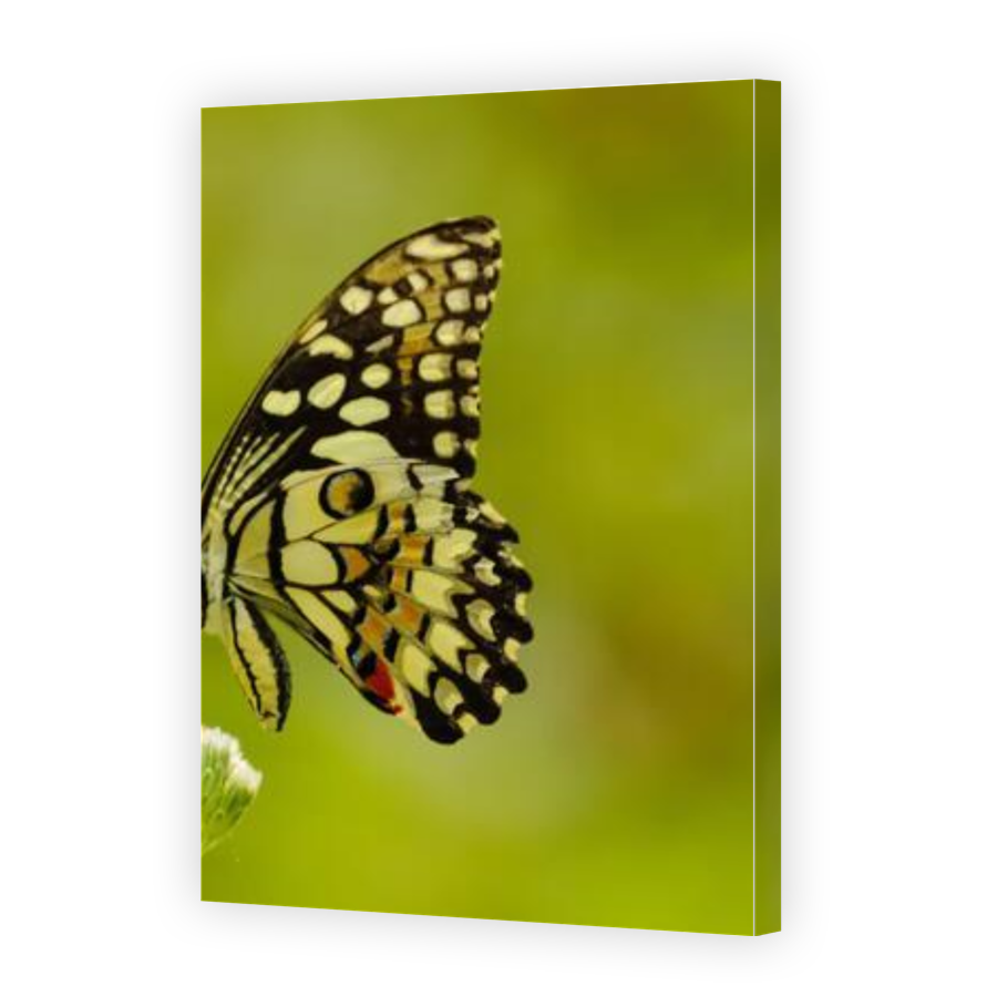 Thumbnail for Canvas - Gallery Canvas Wrap