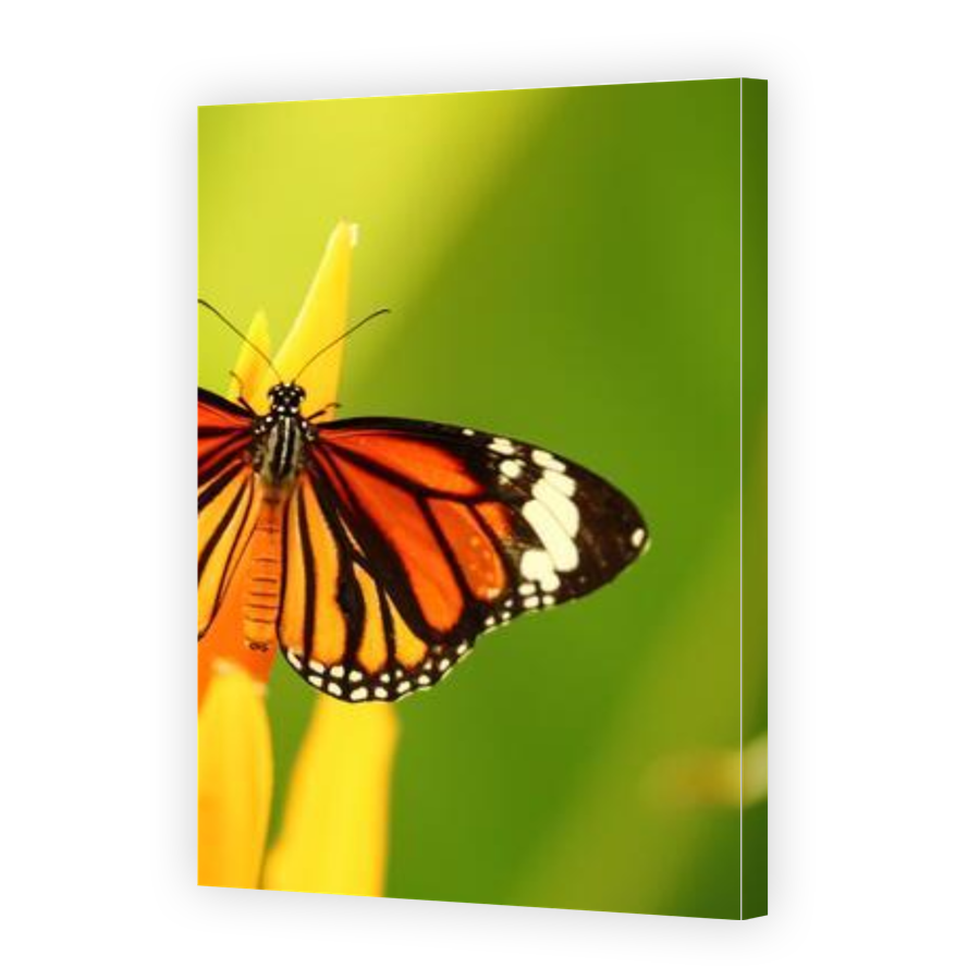 Thumbnail for Canvas - Gallery Canvas Wrap