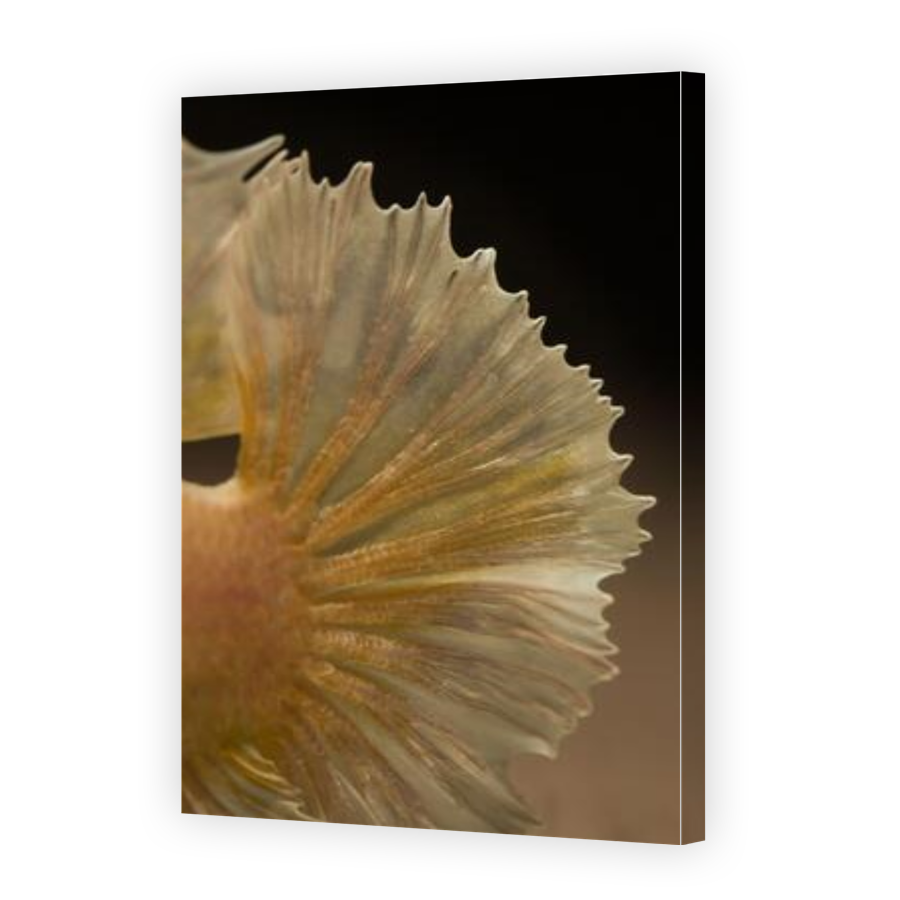 Thumbnail for Canvas - Gallery Canvas Wrap