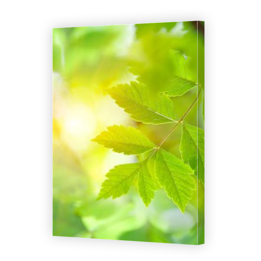Thumbnail for Canvas - Gallery Canvas Wrap