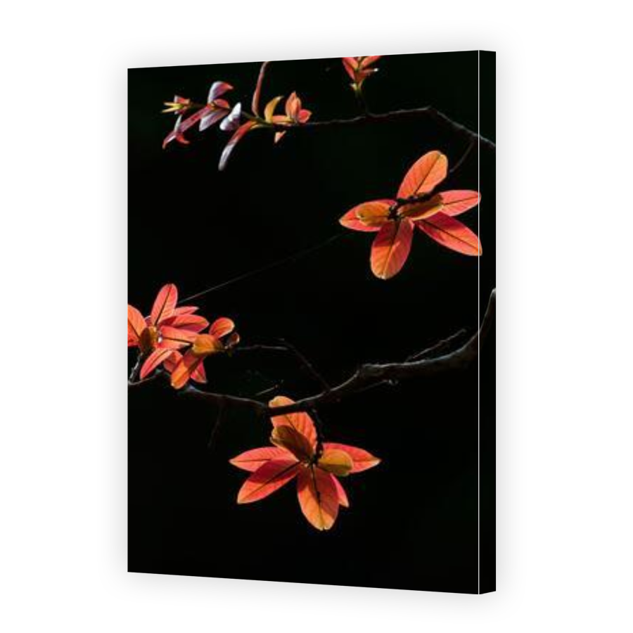 Thumbnail for Canvas - Gallery Canvas Wrap
