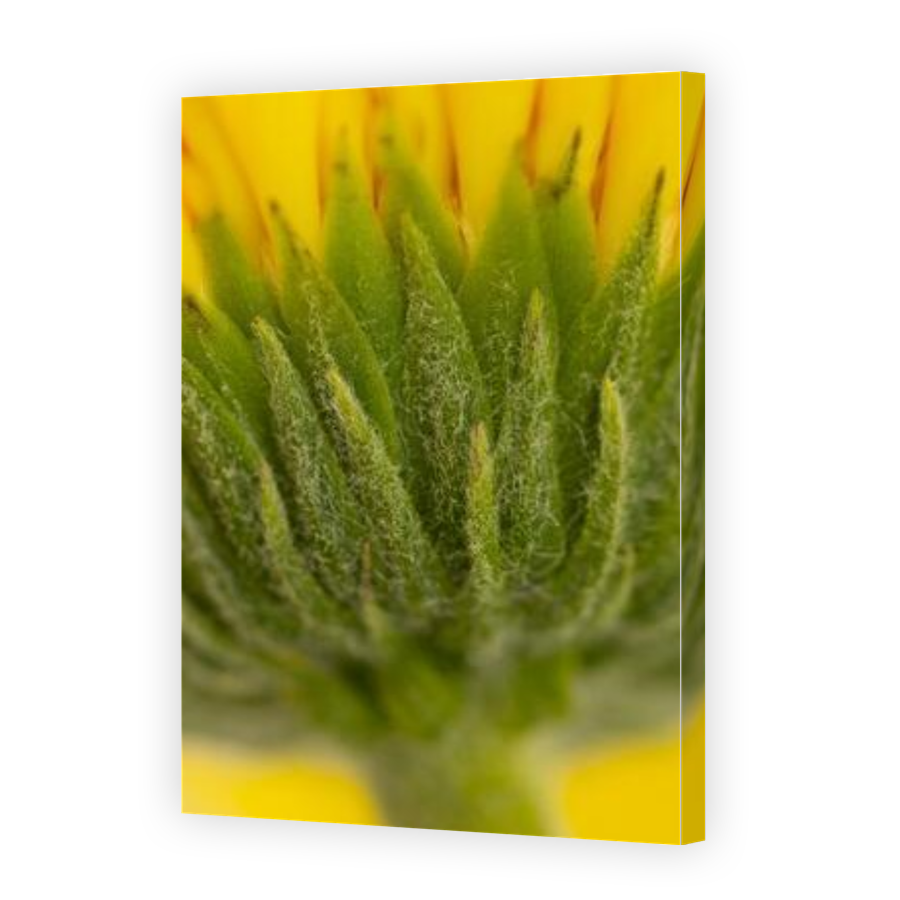 Thumbnail for Canvas - Gallery Canvas Wrap
