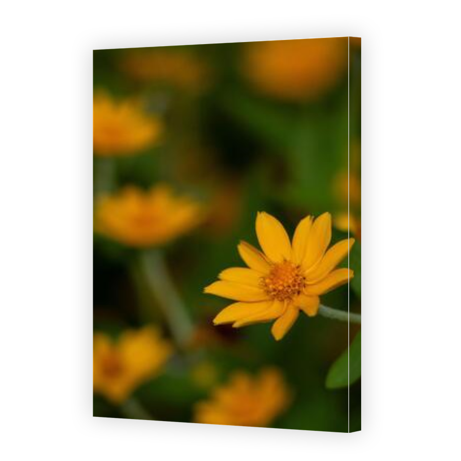 Thumbnail for Canvas - Gallery Canvas Wrap