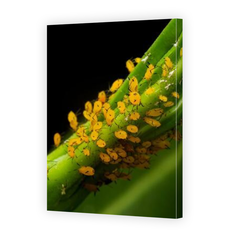 Thumbnail for Canvas - Gallery Canvas Wrap