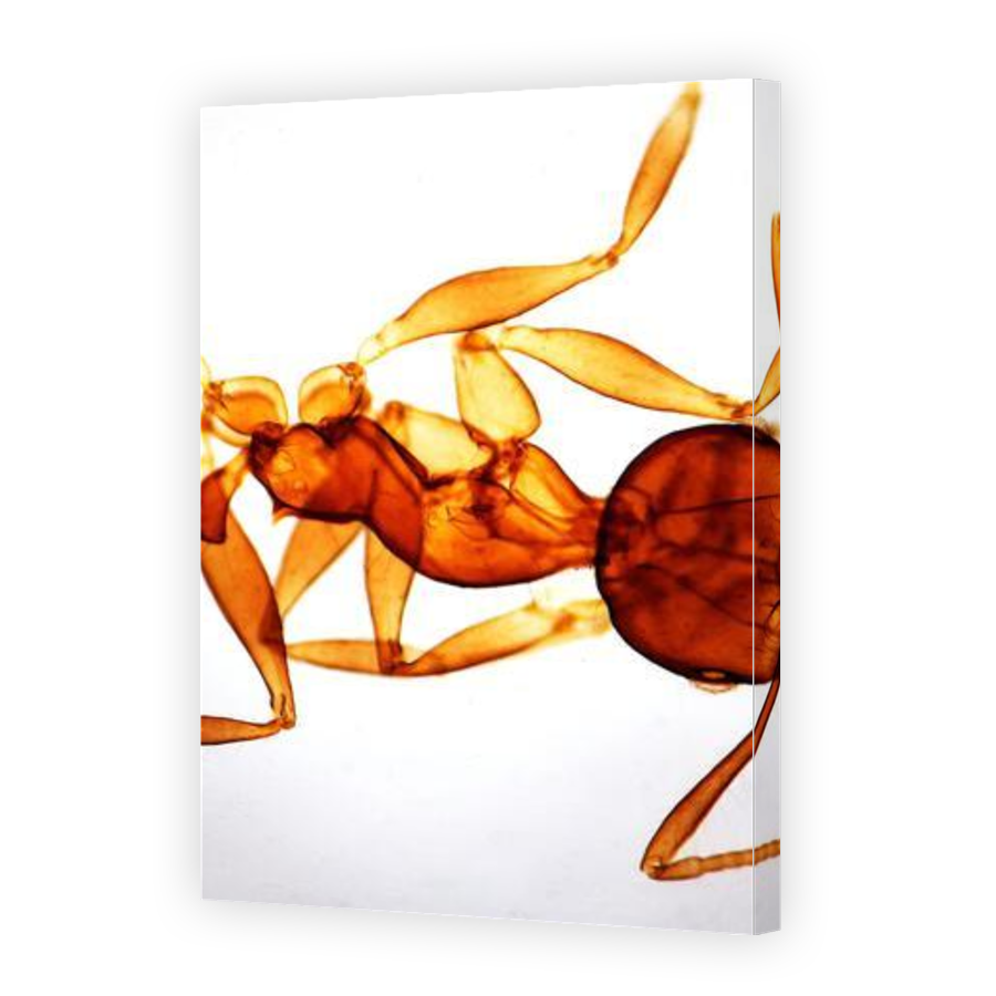 Thumbnail for Canvas - Gallery Canvas Wrap