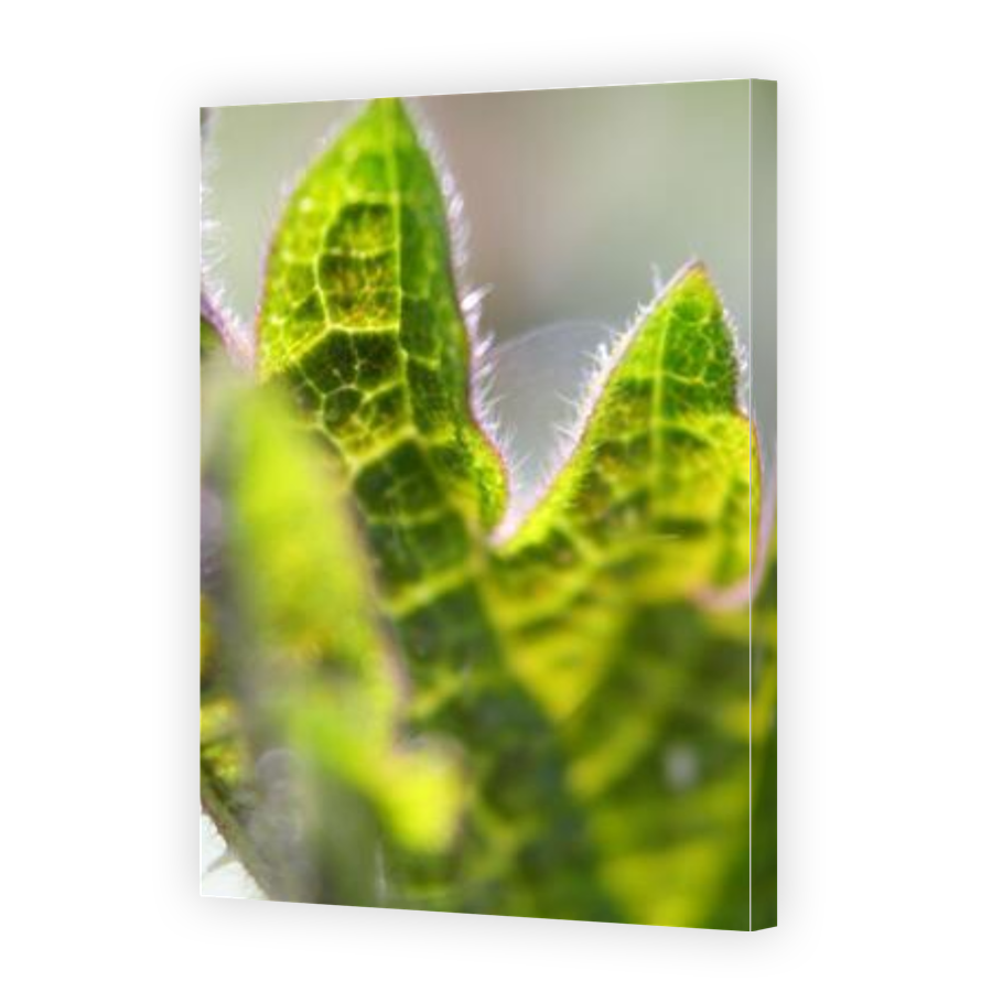 Thumbnail for Canvas - Gallery Canvas Wrap