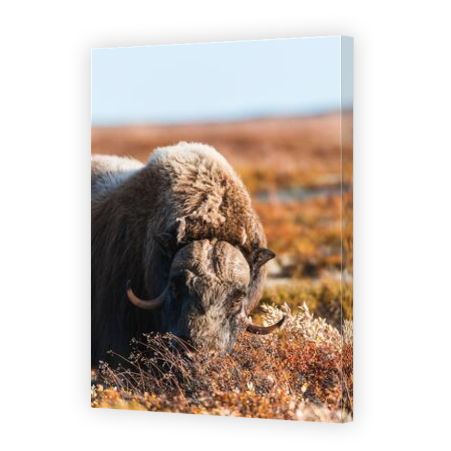 Thumbnail for Canvas - Gallery Canvas Wrap