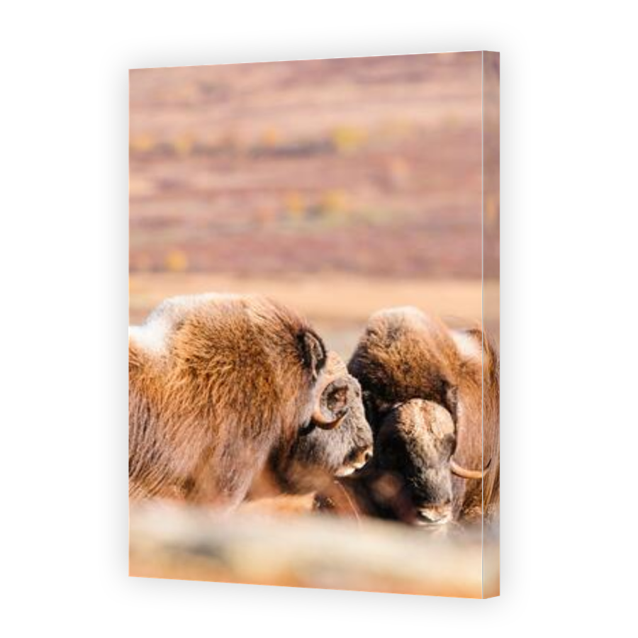 Thumbnail for Canvas - Gallery Canvas Wrap