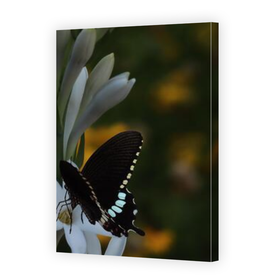 Thumbnail for Canvas - Gallery Canvas Wrap