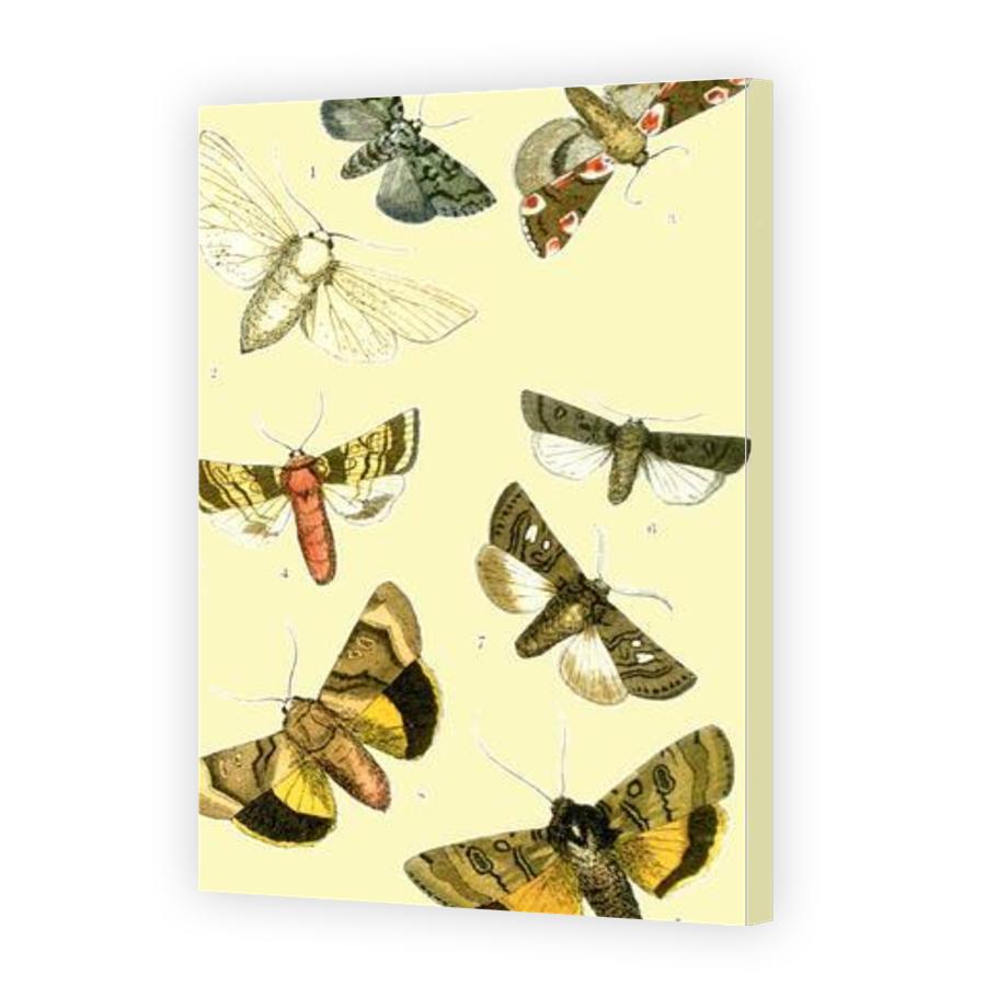 Thumbnail for Canvas - Gallery Canvas Wrap