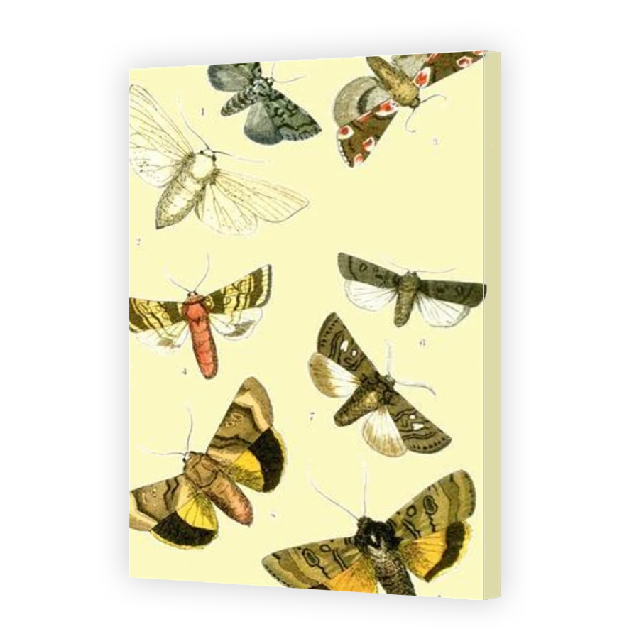 Thumbnail for Canvas - Gallery Canvas Wrap