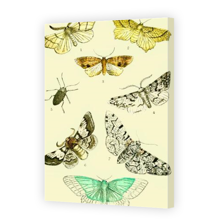Thumbnail for Canvas - Gallery Canvas Wrap
