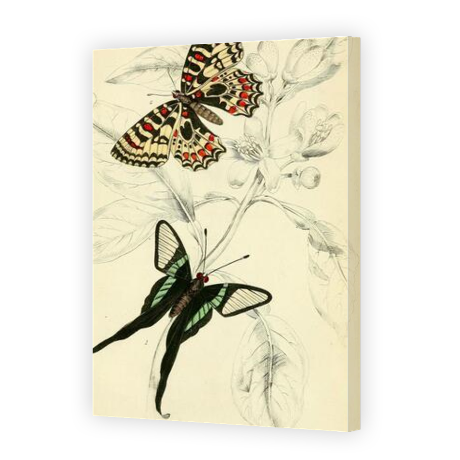 Thumbnail for Canvas - Gallery Canvas Wrap