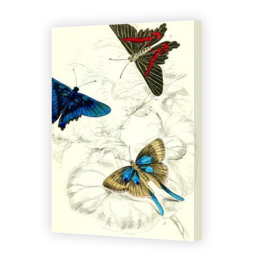 Thumbnail for Canvas - Gallery Canvas Wrap