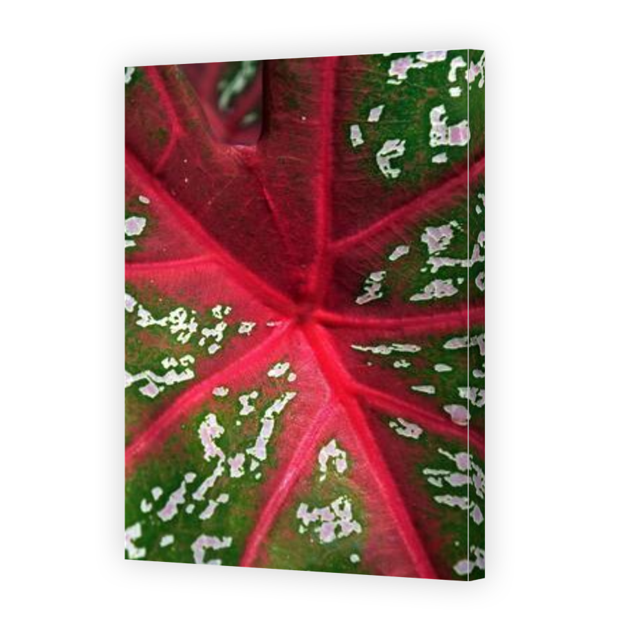 Thumbnail for Canvas - Gallery Canvas Wrap
