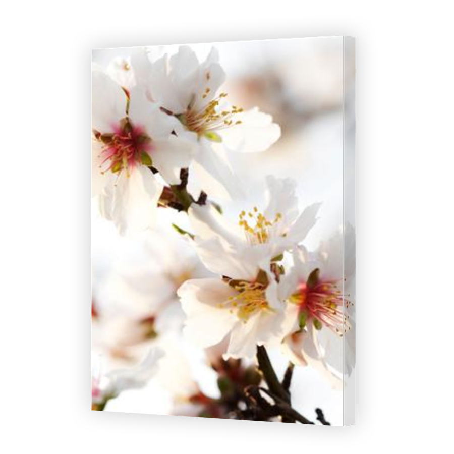 Thumbnail for Canvas - Gallery Canvas Wrap
