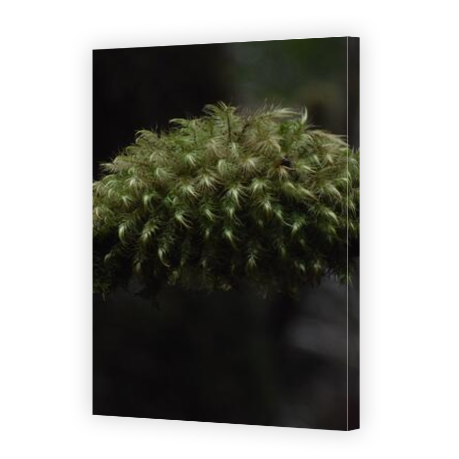 Thumbnail for Canvas - Gallery Canvas Wrap