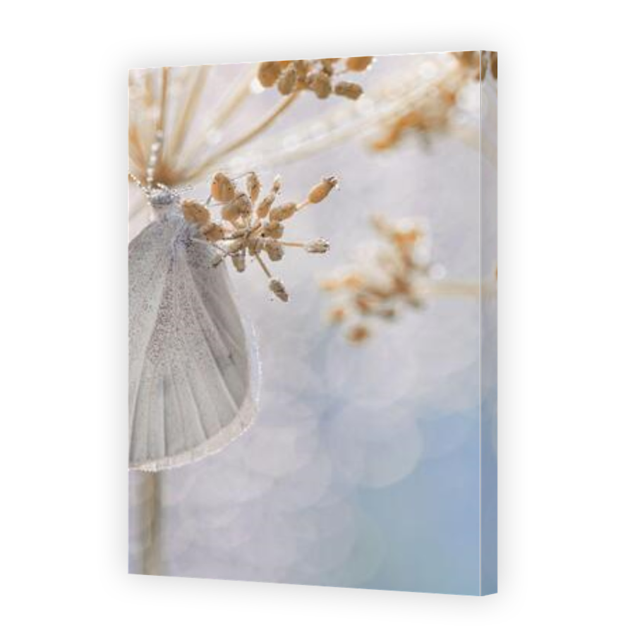 Thumbnail for Canvas - Gallery Canvas Wrap
