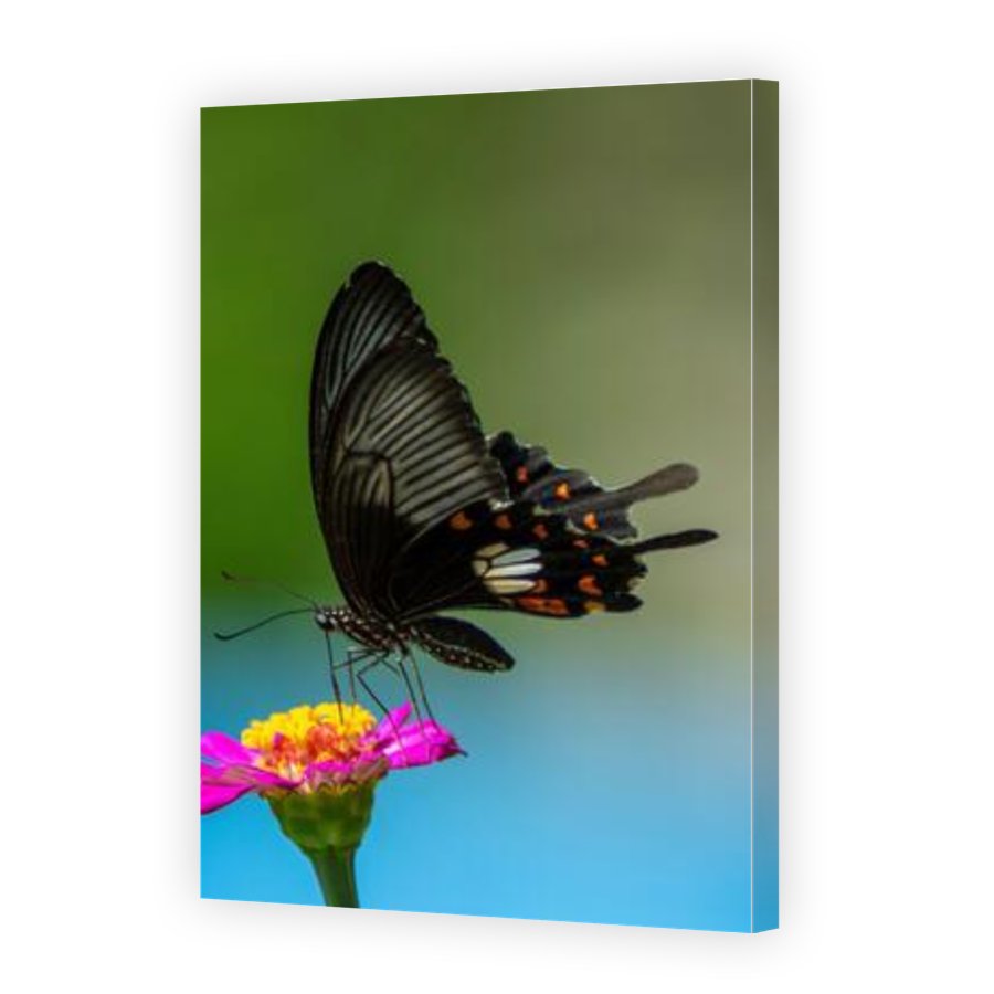 Thumbnail for Canvas - Gallery Canvas Wrap