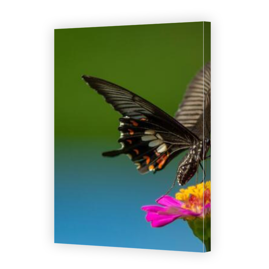 Thumbnail for Canvas - Gallery Canvas Wrap