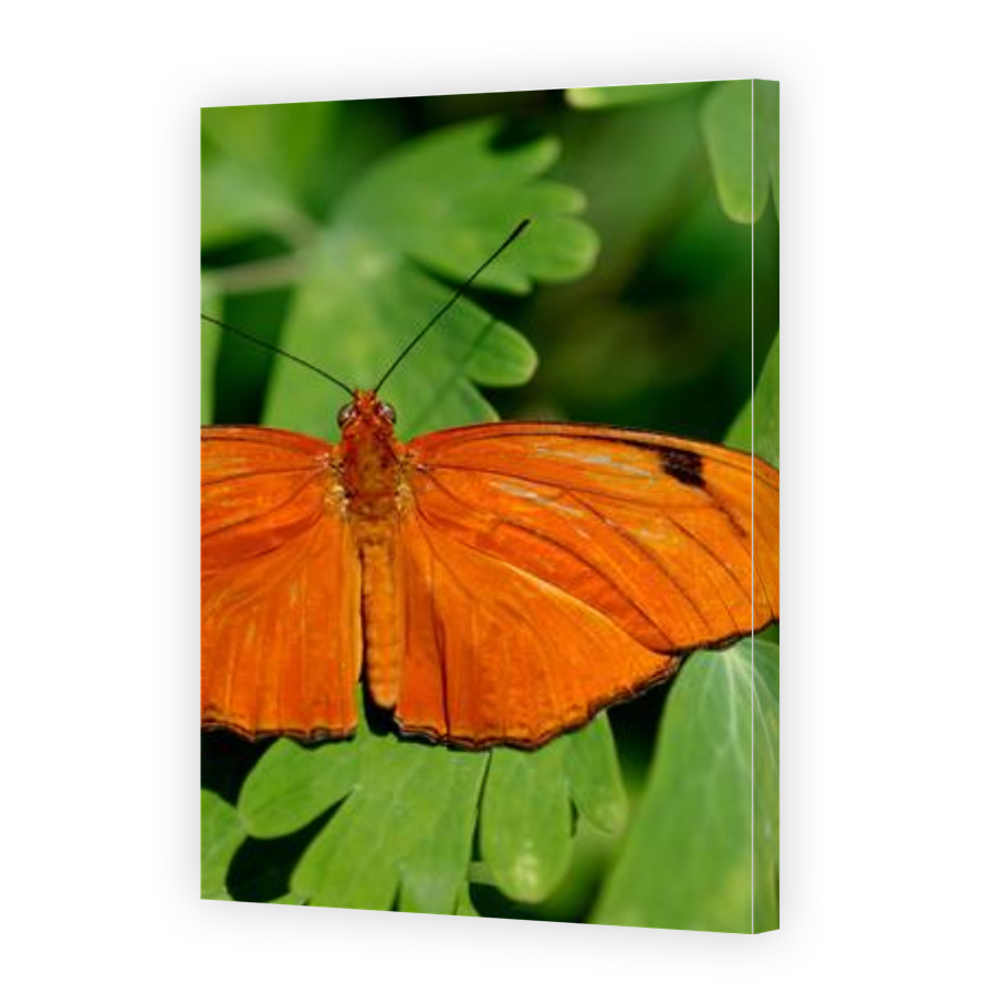 Thumbnail for Canvas - Gallery Canvas Wrap