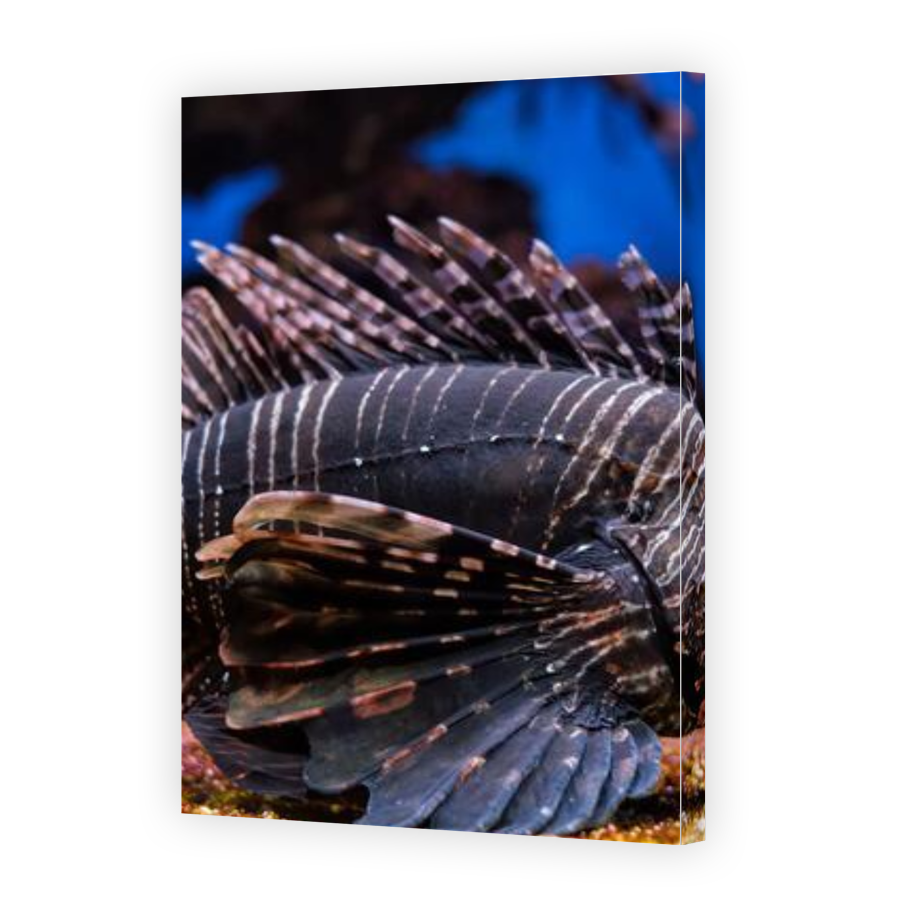 Thumbnail for Canvas - Gallery Canvas Wrap
