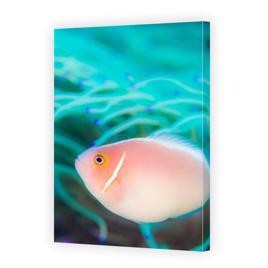 Thumbnail for Canvas - Gallery Canvas Wrap