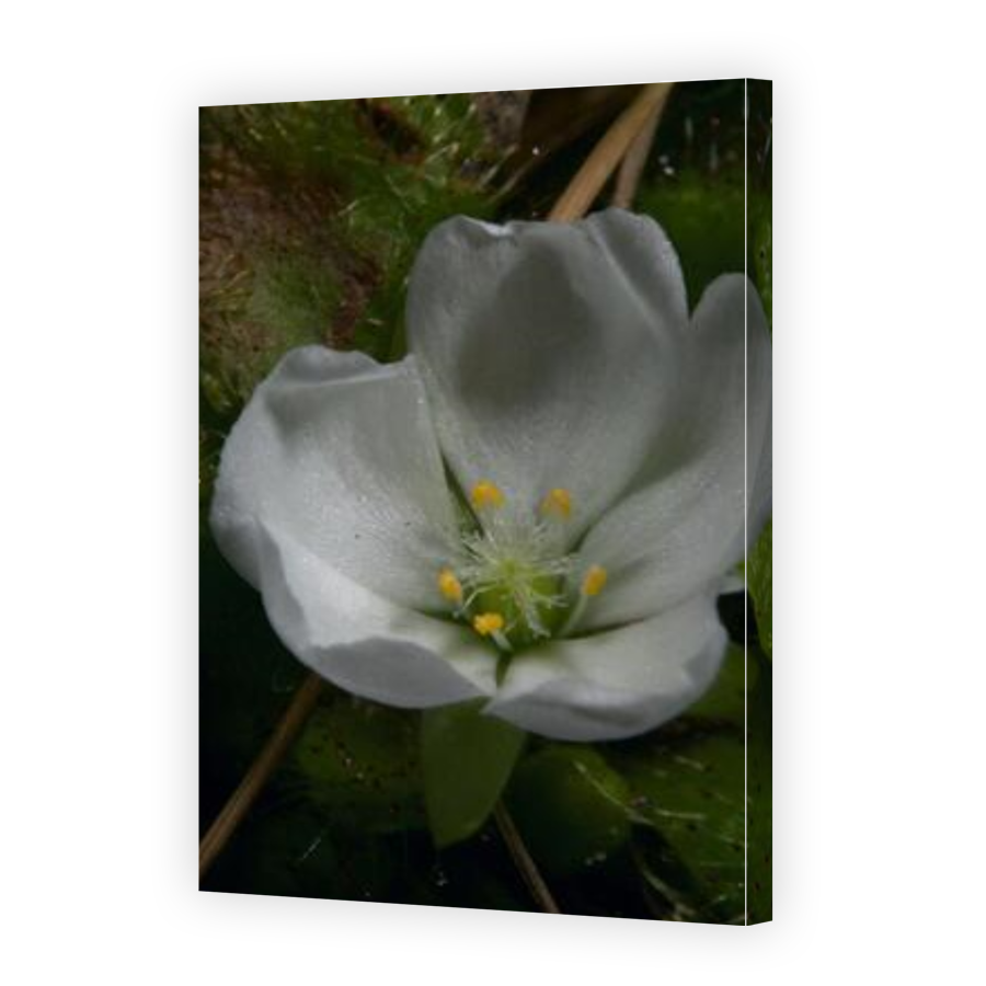 Thumbnail for Canvas - Gallery Canvas Wrap