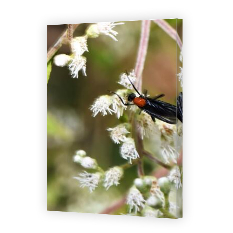 Thumbnail for Canvas - Gallery Canvas Wrap