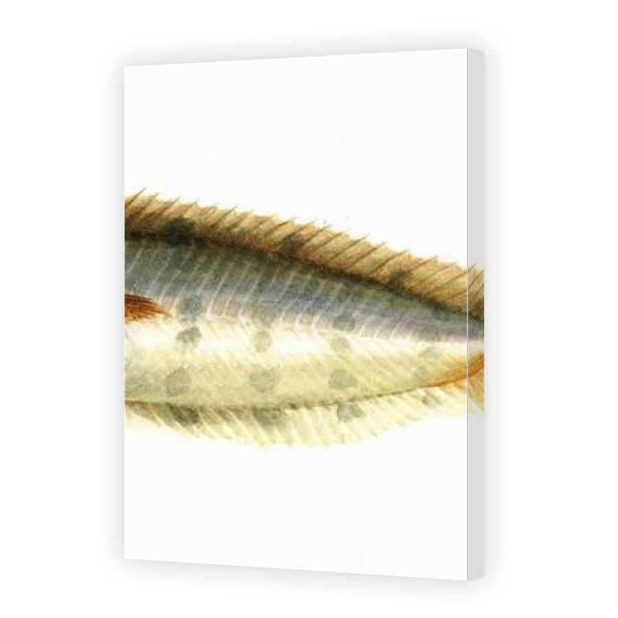 Thumbnail for Canvas - Gallery Canvas Wrap