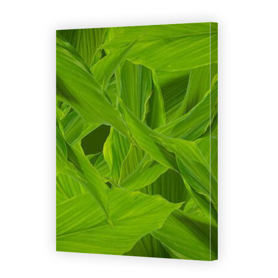 Thumbnail for Canvas - Gallery Canvas Wrap
