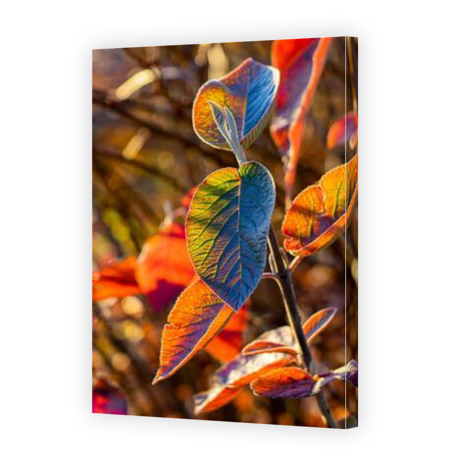 Thumbnail for Canvas - Gallery Canvas Wrap