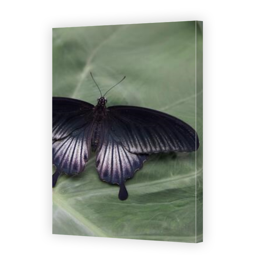 Thumbnail for Canvas - Gallery Canvas Wrap