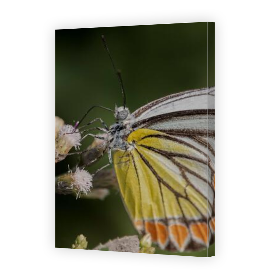 Thumbnail for Canvas - Gallery Canvas Wrap
