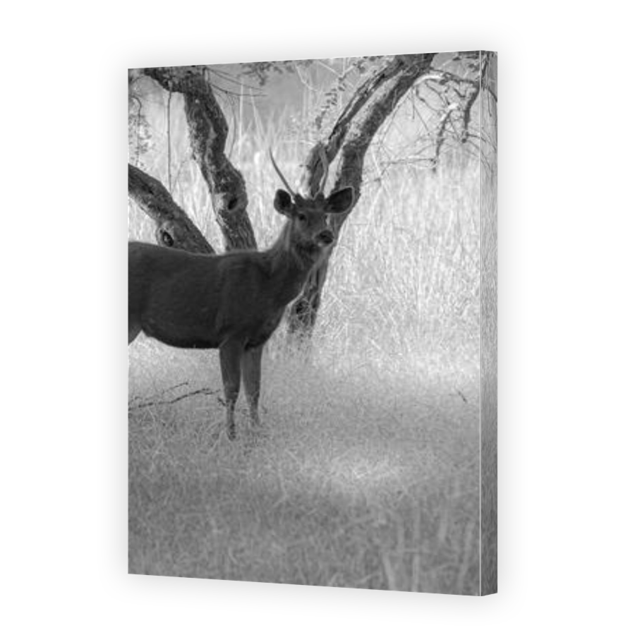 Thumbnail for Canvas - Gallery Canvas Wrap