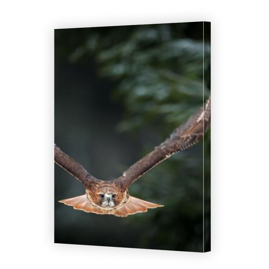 Thumbnail for Canvas - Gallery Canvas Wrap