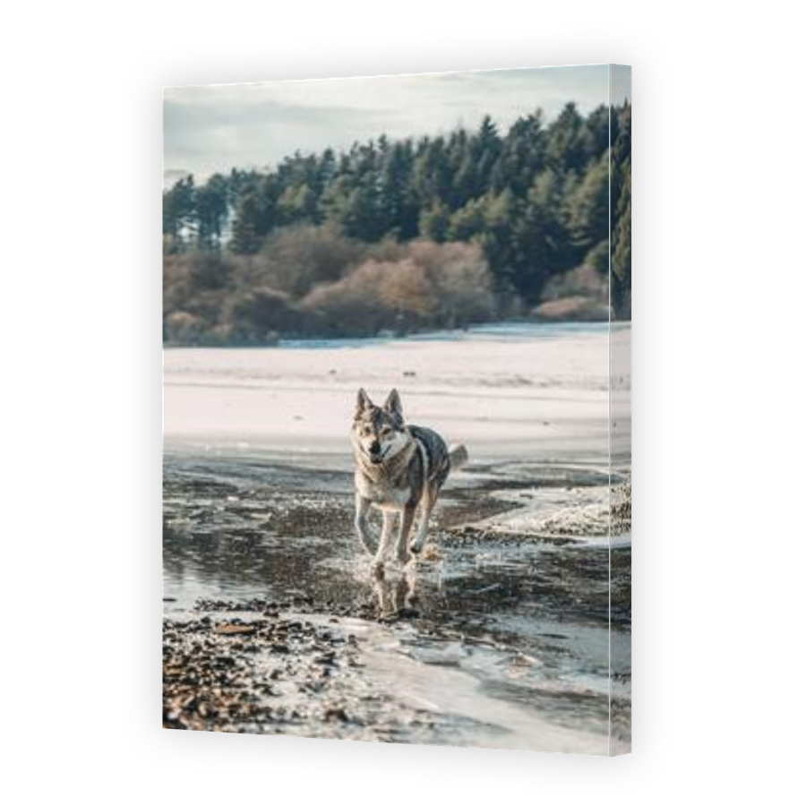 Thumbnail for Canvas - Gallery Canvas Wrap