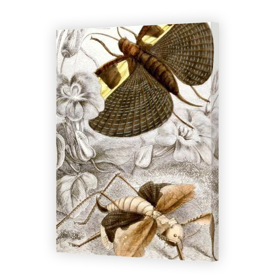 Thumbnail for Canvas - Gallery Canvas Wrap