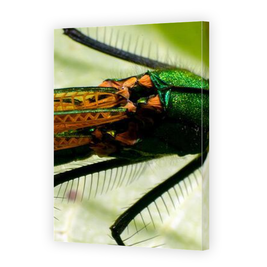 Thumbnail for Canvas - Gallery Canvas Wrap