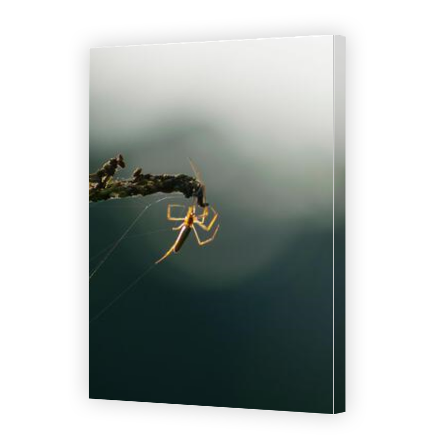 Thumbnail for Canvas - Gallery Canvas Wrap