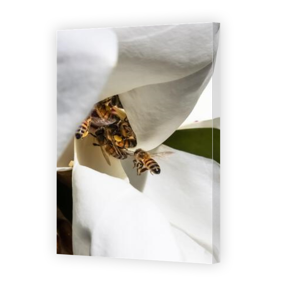 Thumbnail for Canvas - Gallery Canvas Wrap
