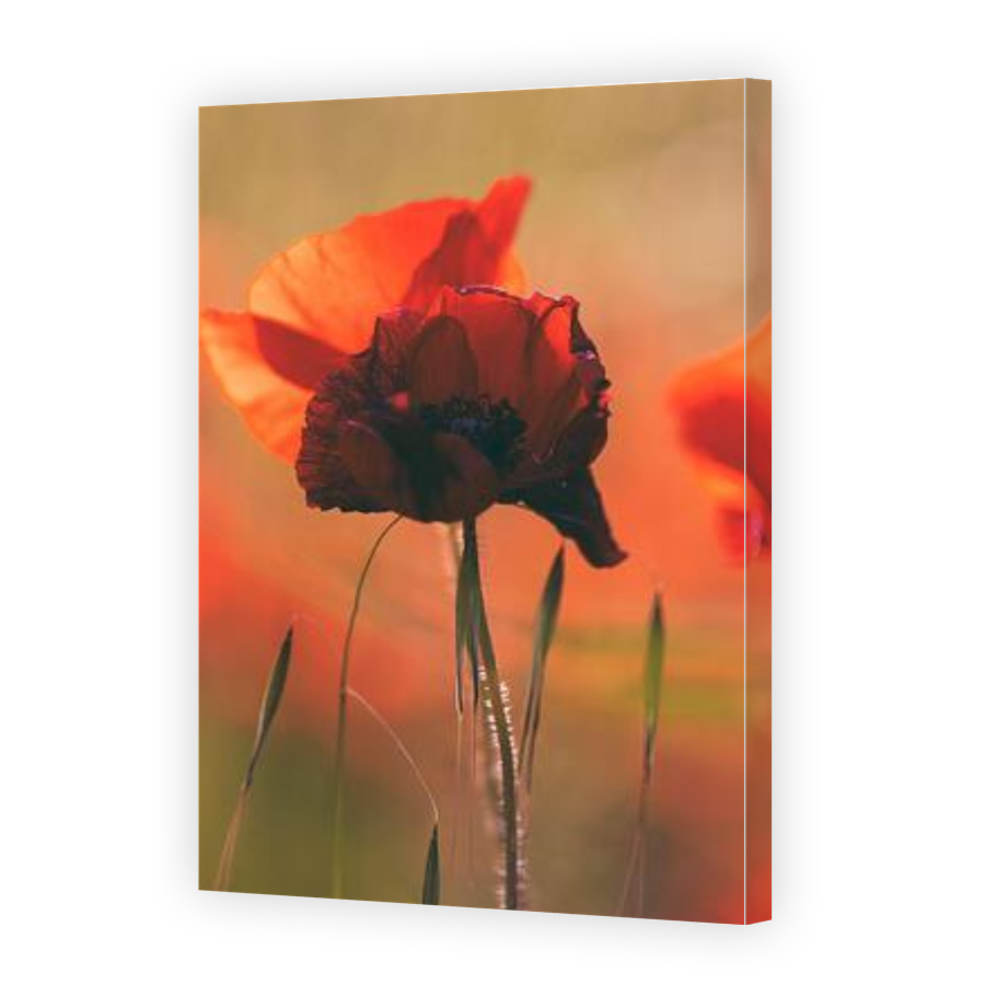 Thumbnail for Canvas - Gallery Canvas Wrap