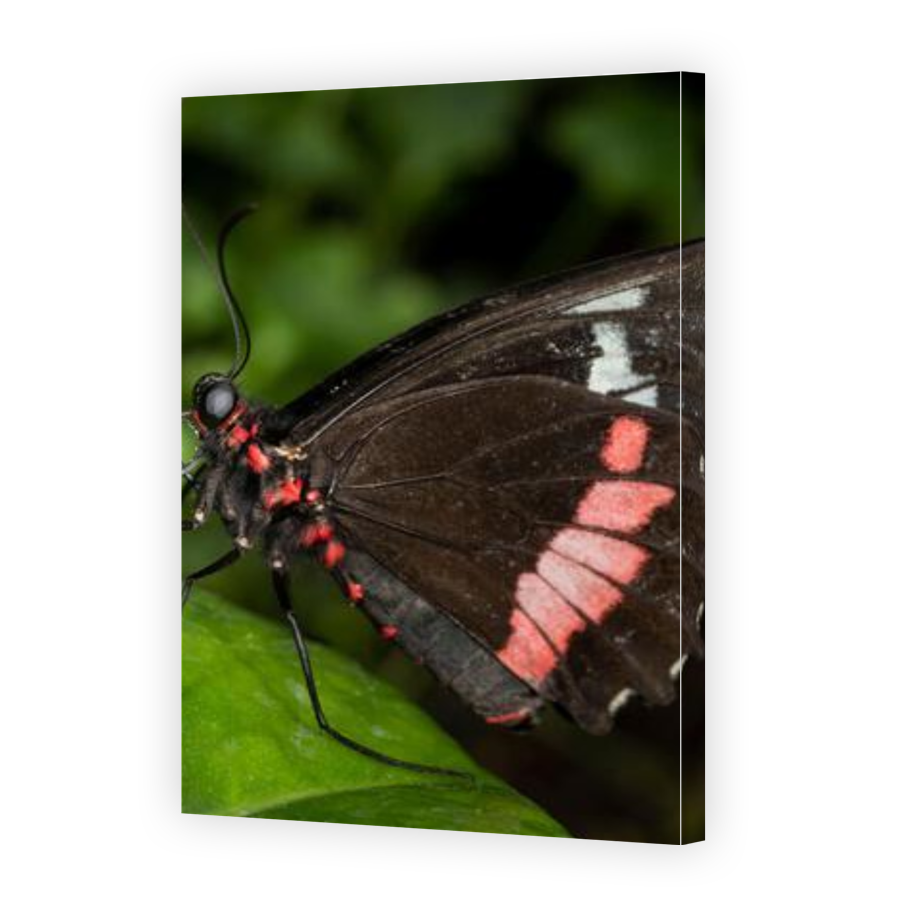 Thumbnail for Canvas - Gallery Canvas Wrap
