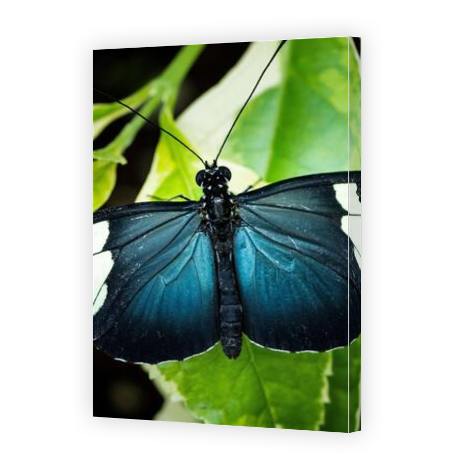 Thumbnail for Canvas - Gallery Canvas Wrap