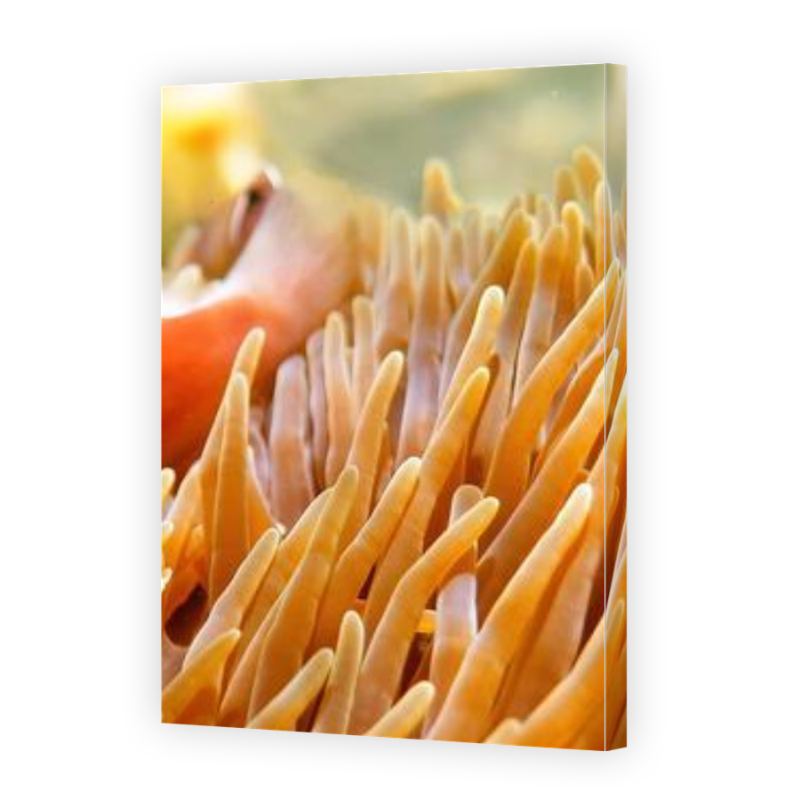 Thumbnail for Canvas - Gallery Canvas Wrap