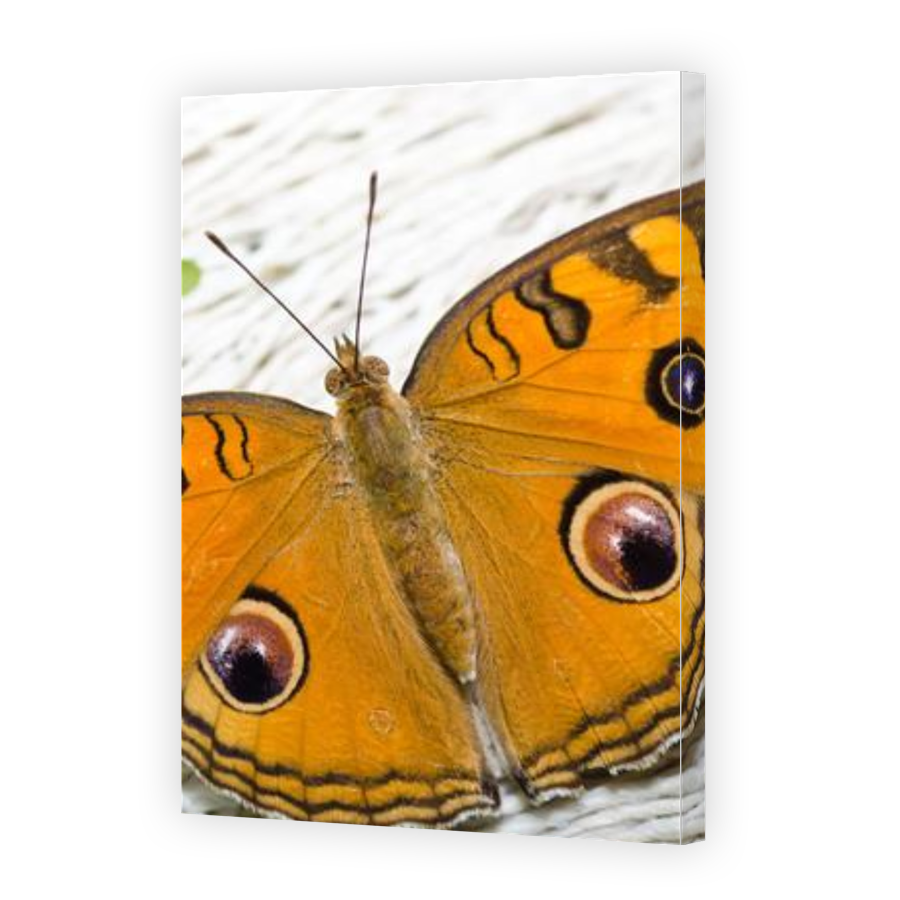 Thumbnail for Canvas - Gallery Canvas Wrap