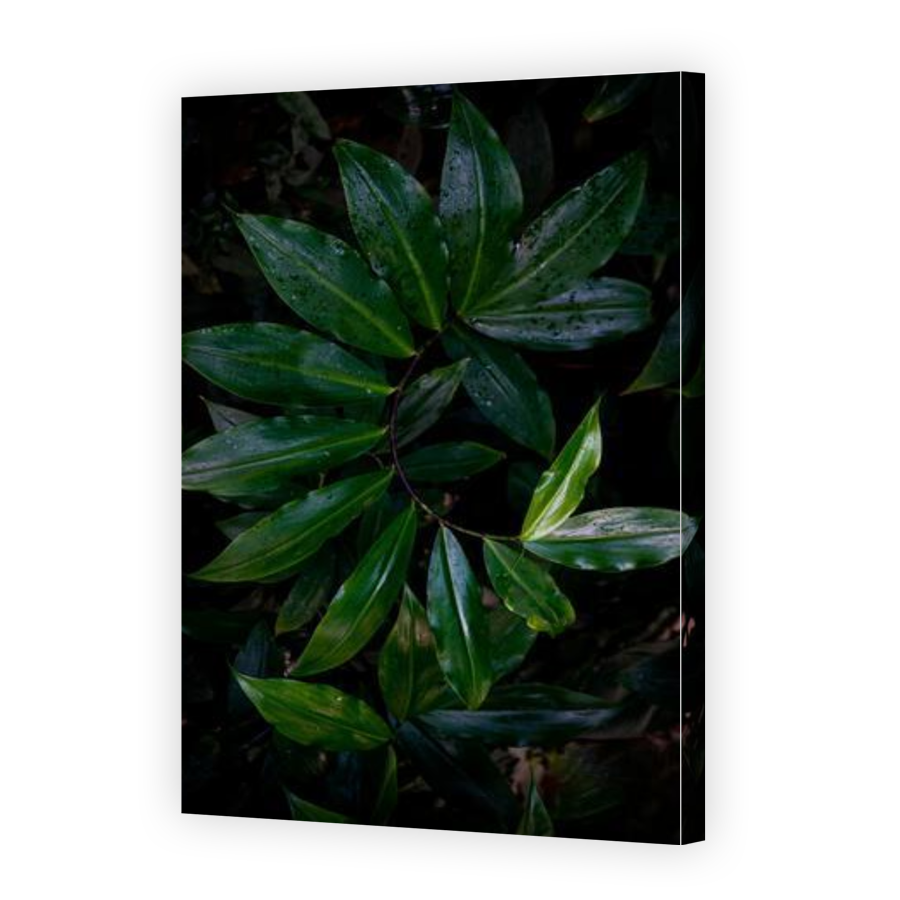 Thumbnail for Canvas - Gallery Canvas Wrap